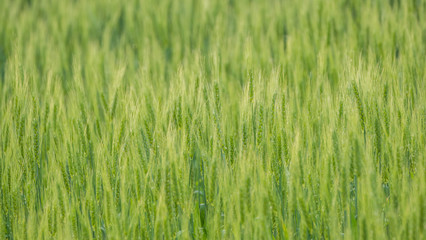 Shoots of green wheat, background from ears