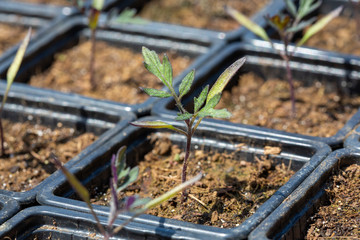 Tomato nursery - Solanaceae - sprouts in black plastic germination trays.