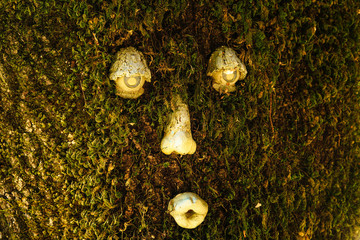 Eyes Nose mouth decorated on tree moss