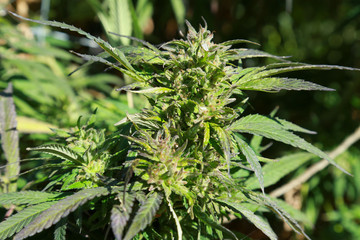 Cannabis or marijuana plant in the farm