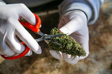 Hands in white gloves trimming Cannabis or Marijuana buds - obrazy, fototapety, plakaty
