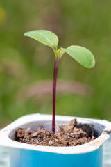 Cotyledon leaves on a Helianthus annuus, the common sunflower seedling.