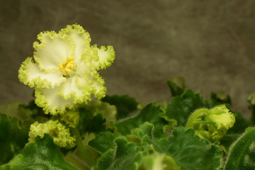 Blooming violet, beautiful shaggy leaves