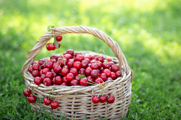 Full basket of ripe and fresh red sweet cherries