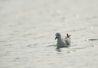Slender-billed gull looking fish, Bahrain