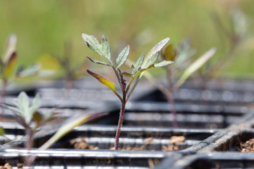 Side view of a Tomato nursery - Solanaceae - sprouts in black plastic germination trays.