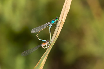 Caballito del diablo copulando. Zygoptera