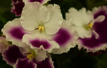 Blooming violet, beautiful shaggy leaves