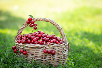 Full basket of ripe and fresh red sweet cherries