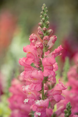 Obraz premium Pink snapdragon flowers blooming in the garden