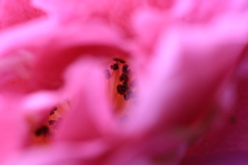 fiore