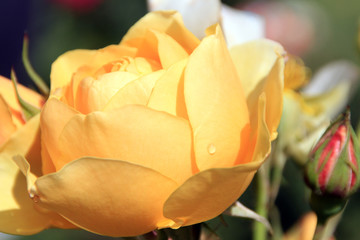 fiore