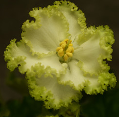 Blooming violet, beautiful shaggy leaves