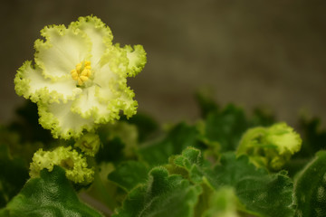 Blooming violet, beautiful shaggy leaves