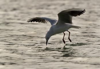 Slender-billed gull fishing, Bahrain. A back lit image