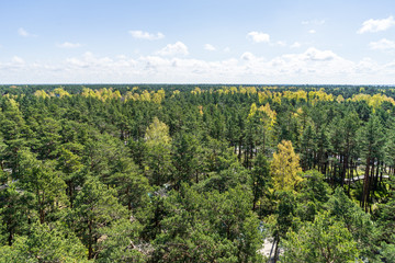 endless forests in summer dayat countryside from above
