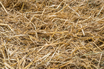   Harvesting hay. Feed for livestock. Haystack
