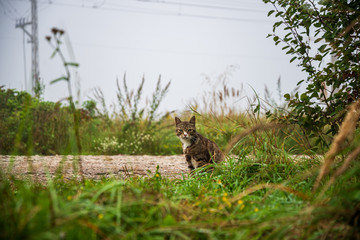 small kittens playing in green grass. summer