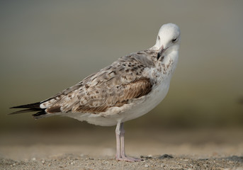 Closeup of a Juvenile Heuglins gull, Bahrain 