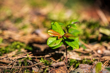 foliage leaf grass texture in green sunny summer time