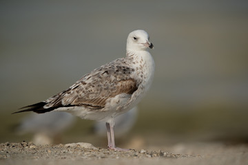Closeup of a Juvenile Heuglins gull, Bahrain 