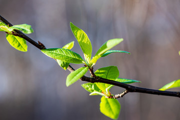 foliage leaf grass texture in green sunny summer time