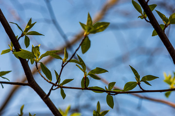 foliage leaf grass texture in green sunny summer time