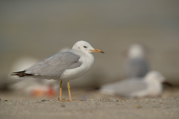 Fototapeta na wymiar Slender-billed gull, Bahrain