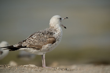Closeup of a Juvenile Heuglins gull, Bahrain 