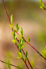 foliage leaf grass texture in green sunny summer time