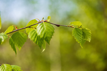 foliage leaf grass texture in green sunny summer time