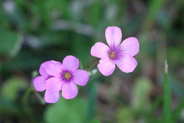 Fototapeta premium Macro shot of a couple of small pink purple wildflowers in Texas