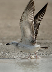 Heuglins gull in flight, Bahrain