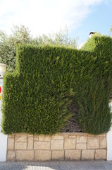 fence of trimmed juniper