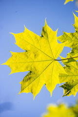 foliage leaf grass texture in green sunny summer time