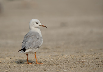 Slender-billed gull at Busaiteen coast, Bahrain 