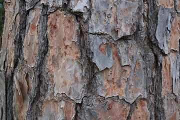 Macro shot of the bark of a pine tree
