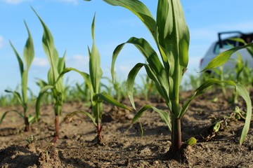young corn plants in the garden