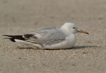 Seagulls are typically medium to large birds and grey or white in color