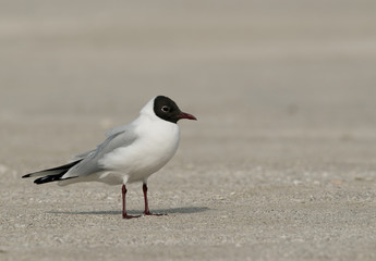 Black-headed gull at Busaiteen coast, Bahrain 