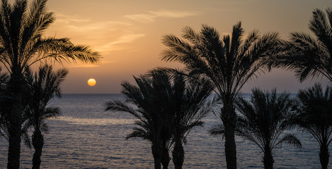 Fototapeta na wymiar evening landscape sunset sun over the Red Sea among palm trees in Egypt