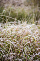 frozen frosty grass bents in late autumn with winter coming