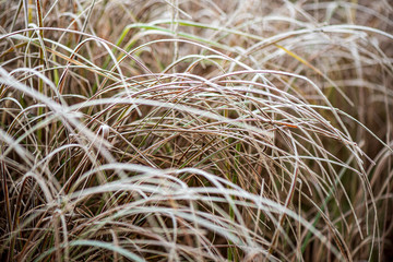 frozen frosty grass bents in late autumn with winter coming