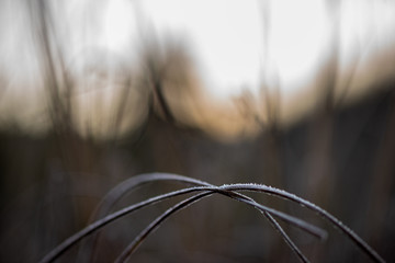 frozen frosty grass bents in late autumn with winter coming