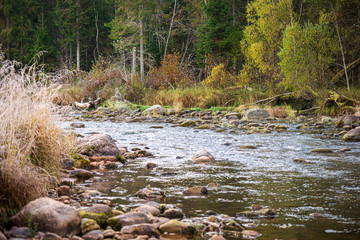 frozen frosty grass bents in late autumn with winter coming