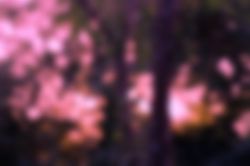 Natural  Blurred Background. Black, pink.