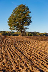 cultivated fields in countryside with dark and wet soil for agriculture.