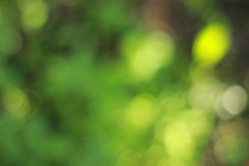 Fototapeta premium Natural Blurred Background. Green; yellow; brown