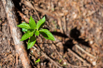 foliage leaf grass texture in green sunny summer time