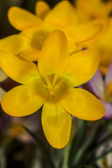Obraz premium Yellow crocuses. Are one of the first signs of spring. Crocuses are used in landscape design.